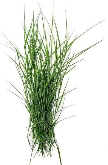 Durva Grass