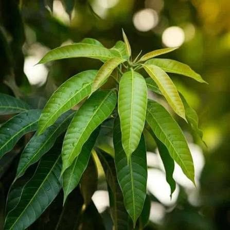 Mango Leaves