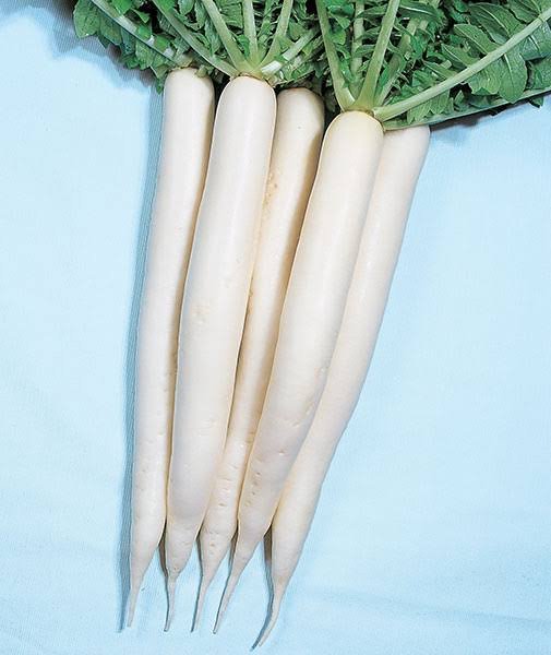 Radish  Mooli