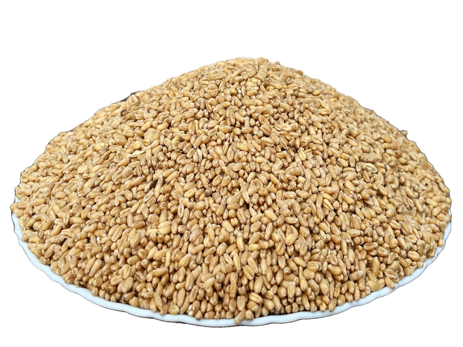 Wheat  Gehun
