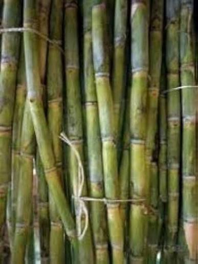 Sugarcane  Ganna
