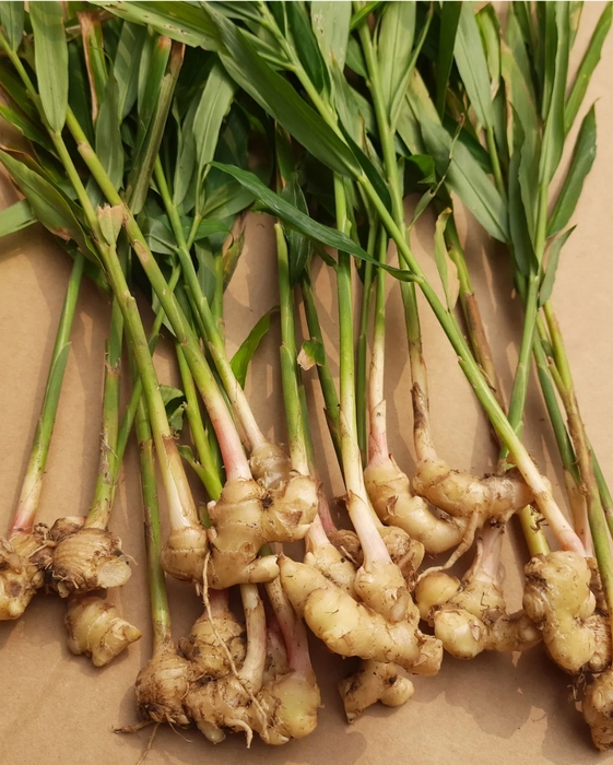 Raw Turmeric